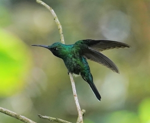 White-tailed Sabrewing