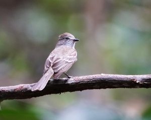 Northern Scrub-flycatcher