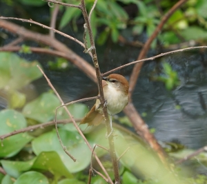Yellow-chinned Spinetail
