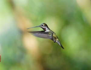Long-billed Starthroat