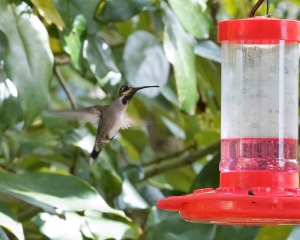 Long-billed Starthroat