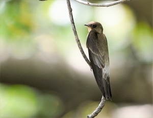 Southern Rough-winged Swallow
