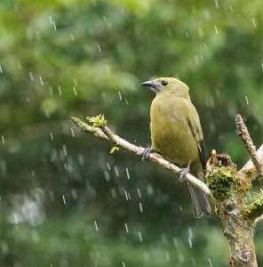 Palm Tanager
