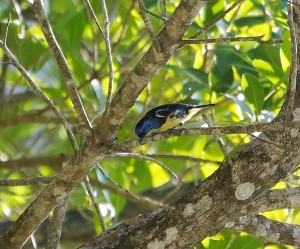 Turquoise Tanager