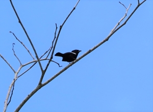 White-shouldered Tanager