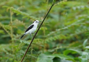 Pied Water-tyrant