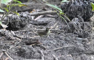 Northern Waterthrush