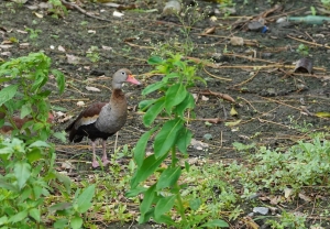 Black-bellied Whistling-duck