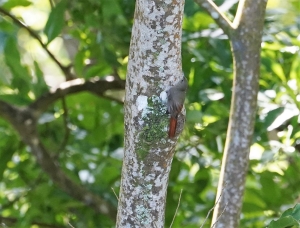 Olivaceous Woodcreeper