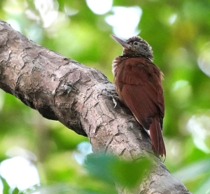 Straight-billed Woodcreeper