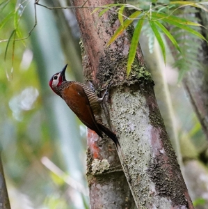 Golden-olive Woodpecker