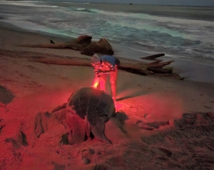 Leatherback turtle
