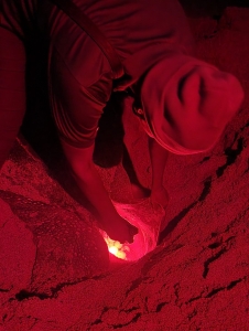 Leatherback turtle laying eggs