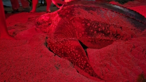Leatherback turtle