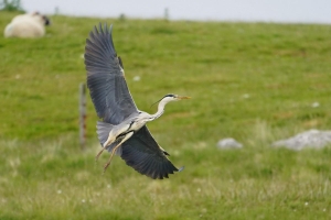 Gray Heron