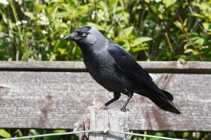 Eurasian Jackdaw