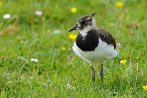 Northern Lapwing (imm)