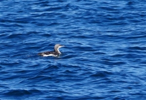 Black-throated Loon