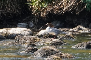 Common Merganser (fem)