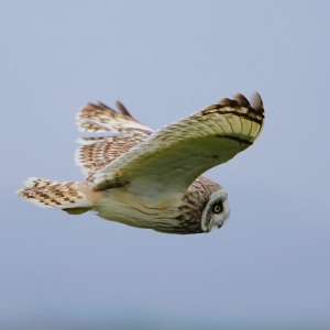 Short-eared Owl