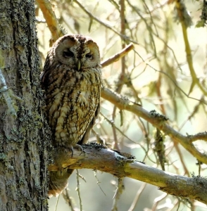 Tawny Owl