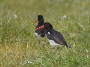 Eurasian Oystercatcher
