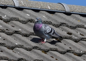 Rock Pigeon (not feral!)