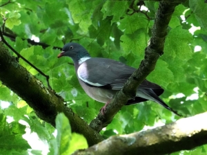 Wood Pigeon
