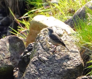 Rock Pipit