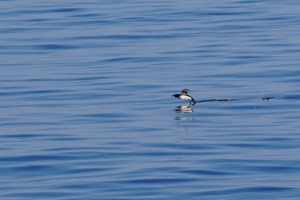 Razorbill