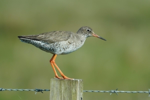 Common Redshank