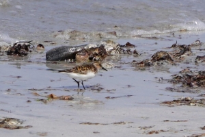 Sanderling