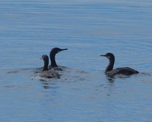 European Shag