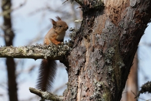 Red Squirrel