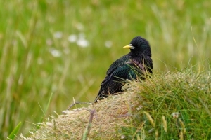 European Starling