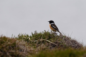 European Stonechat