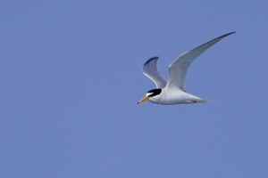 Little Tern