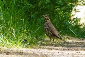 Mistle Thrush