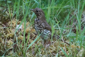 Song Thrush