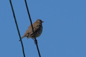 Song Thrush (Hebridean)