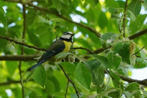 Blue Tit