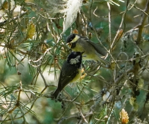 Coal Tit