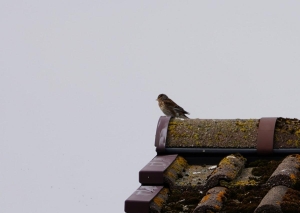 Twite