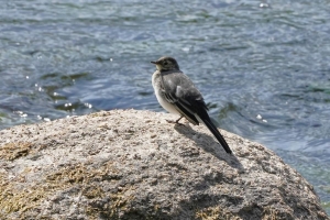 Gray Wagtail (imm)