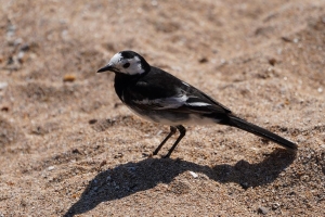 Pied Wagtail