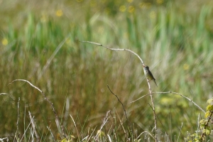 Sedge Warbler