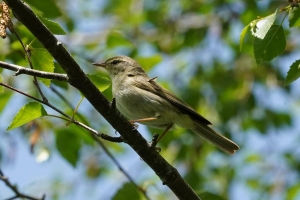 Willow Warbler