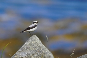 Northern Wheatear