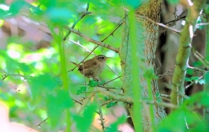 Eurasian Wren