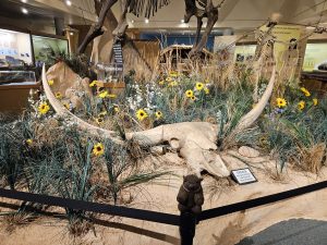 ME! with a Giant Bison skull